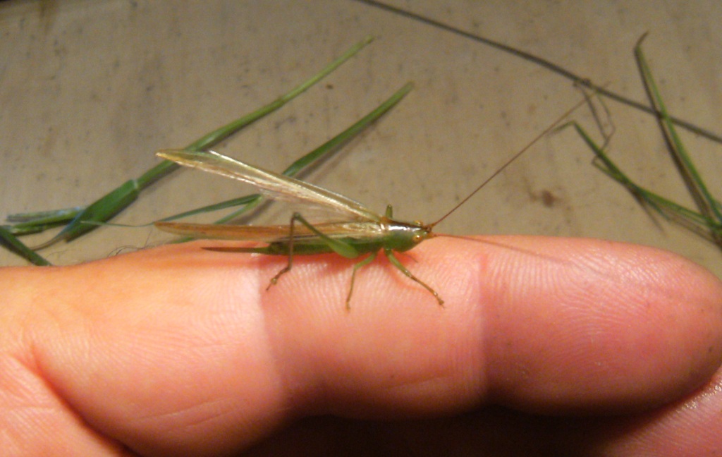 Conocephalus conocephalus (Conocephalidae)